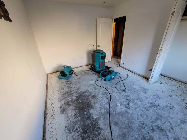 Best Ceiling water damage repair  in Alamo, TX
