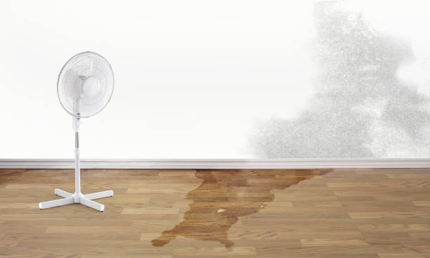 Best Water damage restoration mold remediation  in Alamo, TX