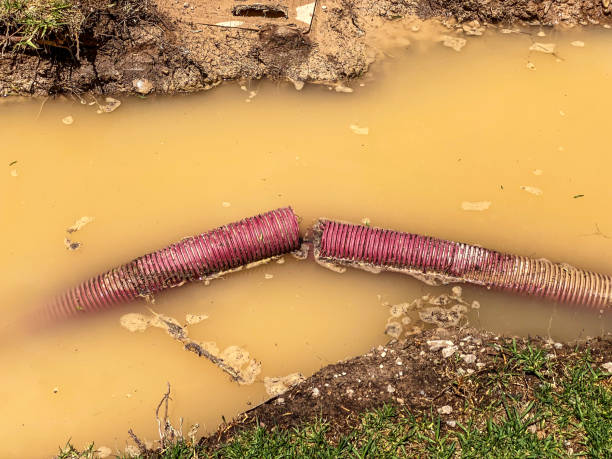 Best Water damage cleanup near me  in Alamo, TX