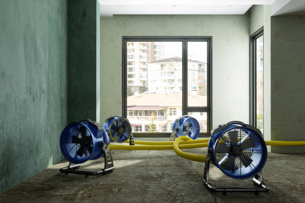 Best Local water damage restoration  in Alamo, TX
