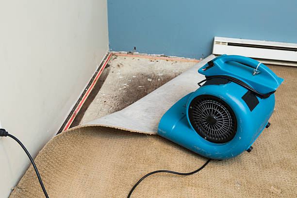 Best Residential water damage restoration  in Alamo, TX